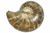 Cut & Polished Jurassic Nautilus Fossil (Half) - Madagascar #289986-1